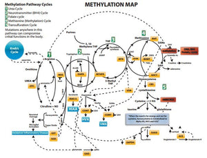 23andme.com MethylGenetic or Genetic Methyl Nutrition Analysis Consultation